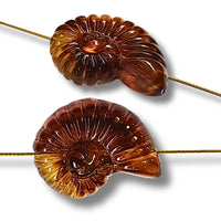 11 - Perle coquillage Ammonite, Caramel