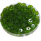36- Rondelles scintillantes DiscoDisk, Olivine transparent