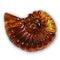 11 - Perle coquillage Ammonite, Caramel